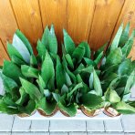 Svokrin jazyk (Sansevieria trifasciata) ´MOONSHINE´ - výška 35-40 cm , kont. C1L 